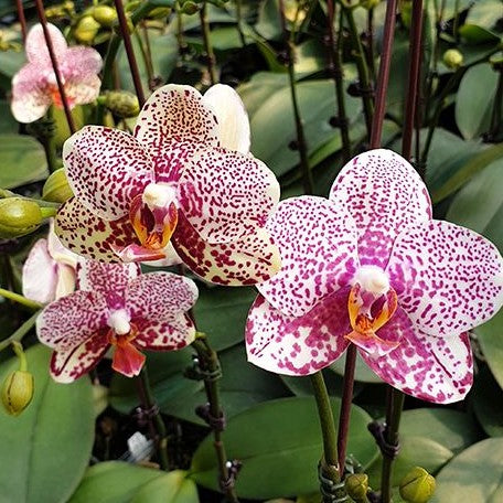 Phalaenopsis Golden Peoker 'ES' 2.5"