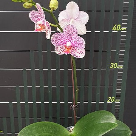 Phalaenopsis Golden Peoker 'ES' 2.5"
