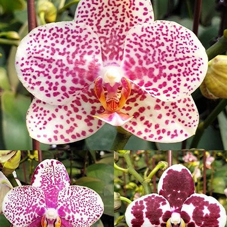 Phalaenopsis Golden Peoker 'ES' 2.5"