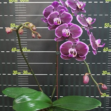 Phalaenopsis Miki Black Swan '70' 2.5"