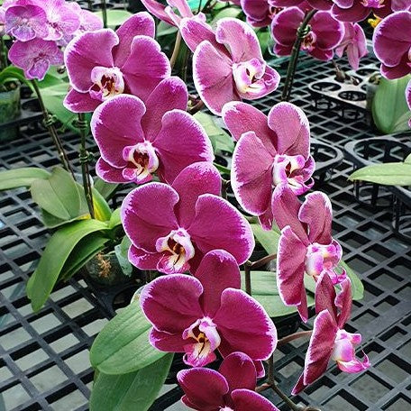 Phalaenopsis Miki Black Swan '70' 2.5"