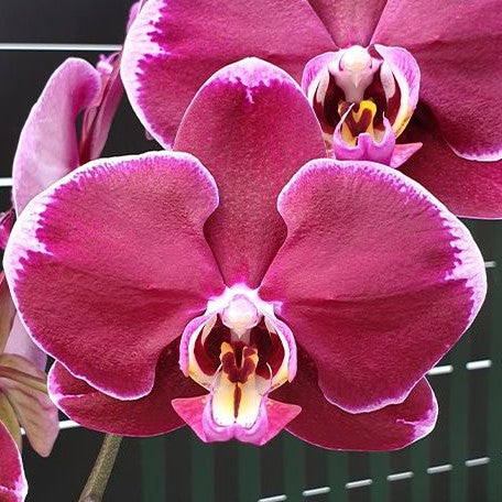 Phalaenopsis Miki Black Swan '70' 2.5"