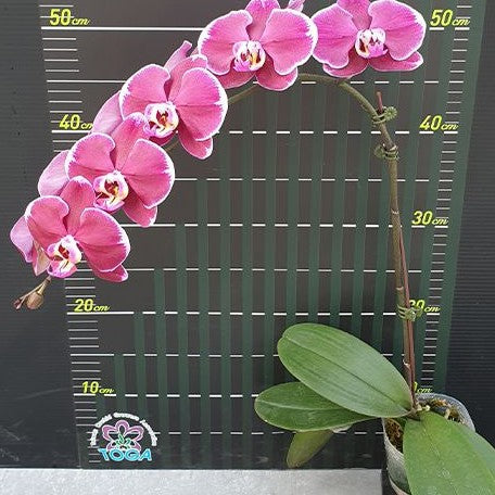 Phalaenopsis Miki Black Swan '70' 2.5"