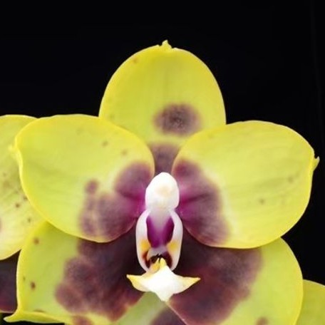 Phalaenopsis (Lioulin Goldfinch × Princess Kaiulani) '1445' 2.5"