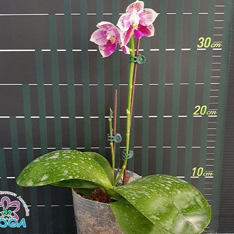 Phalaenopsis Lyndon Mix Zebra '823' 2.5"