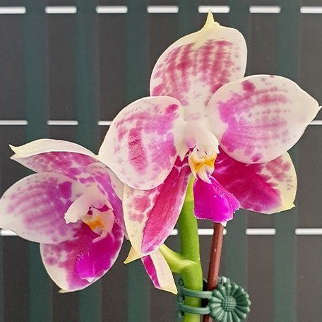 Phalaenopsis Lyndon Mix Zebra '823' 2.5"