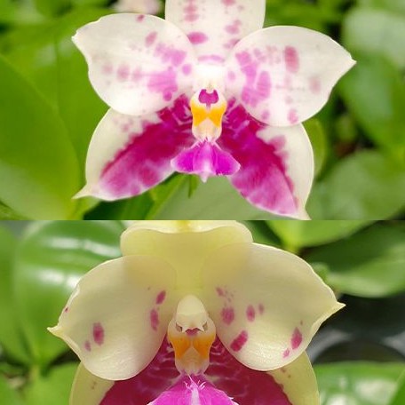 Phalaenopsis Lyndon Mix Zebra '823' 2.5"