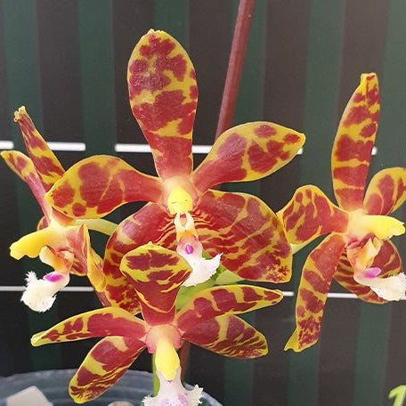 Phalaenopsis Mambo 1.7"