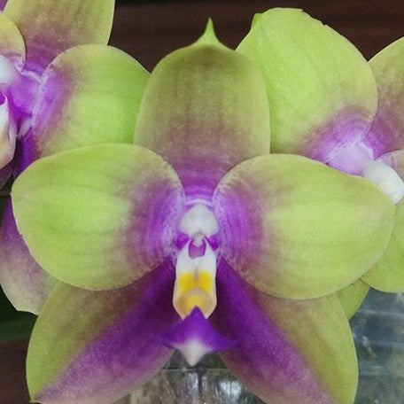 Phalaenopsis Meidarland Kaiulani '685' 2.5" Fragrant
