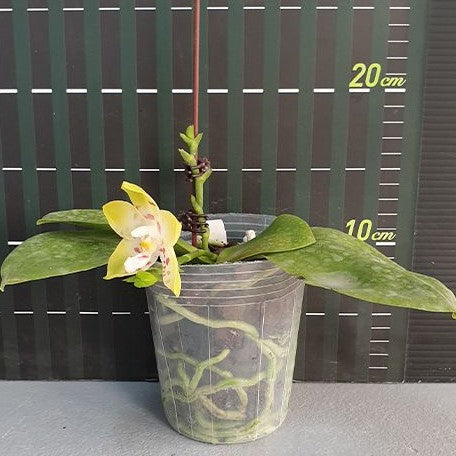 Phalaenopsis Conny's Sunshine Jewel '669' 2.5"