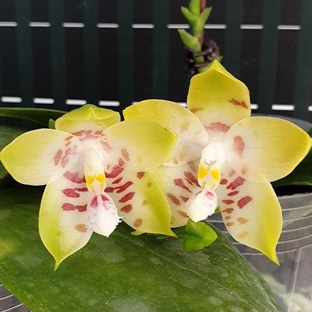 Phalaenopsis Conny's Sunshine Jewel '669' 2.5"