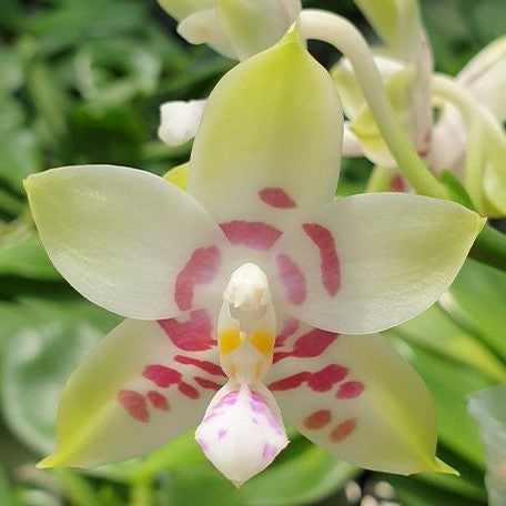 Phalaenopsis Conny's Sunshine Jewel '669' 2.5"