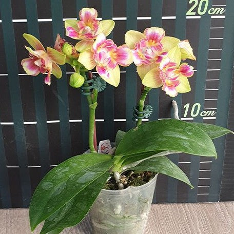 Phalaenopsis I Hsin Venus (peloric 3 lips) 2.5"