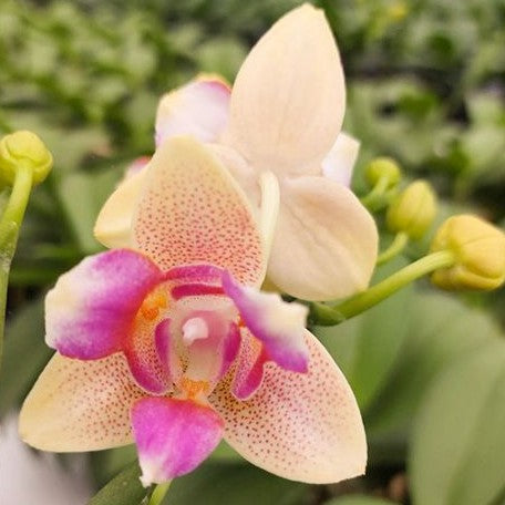 Phalaenopsis I Hsin Venus (peloric 3 lips) 2.5"