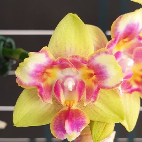 Phalaenopsis I Hsin Venus (peloric 3 lips) 2.5"