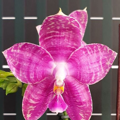 Phalaenopsis Lyndon Mix Zebra '868' 2.5"