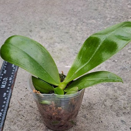 Phalaenopsis Lyndon Mix Zebra '821' 2.5" Fragrant