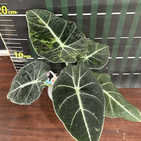 Alocasia reginula Variegated 2.5"