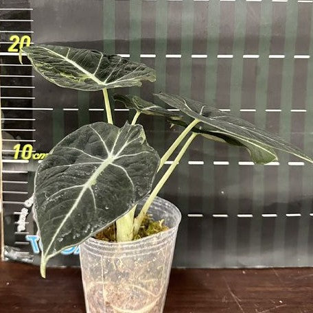 Alocasia reginula Variegated 2.5"