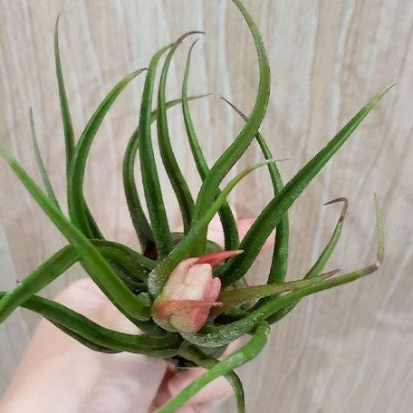 Tillandsia pruinosa bareroot