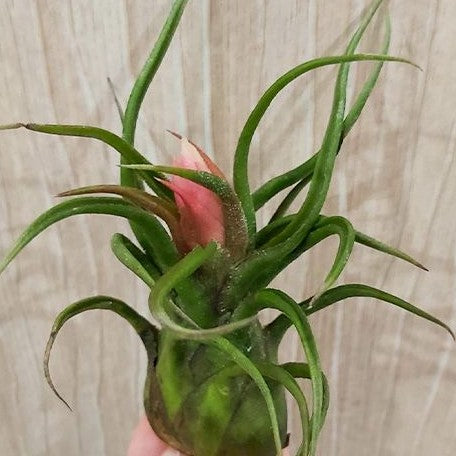 Tillandsia pruinosa bareroot