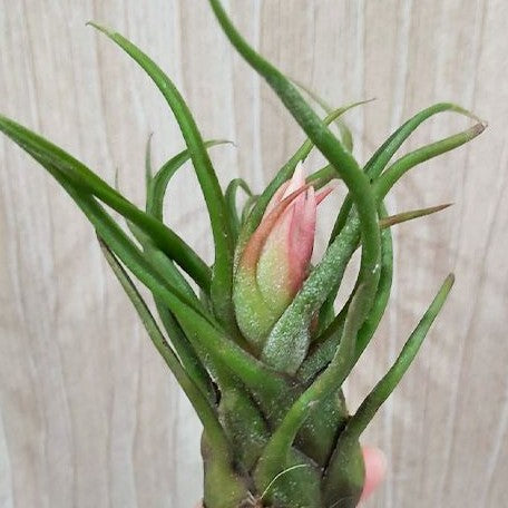 Tillandsia pruinosa bareroot