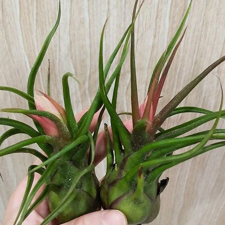 Tillandsia pruinosa bareroot