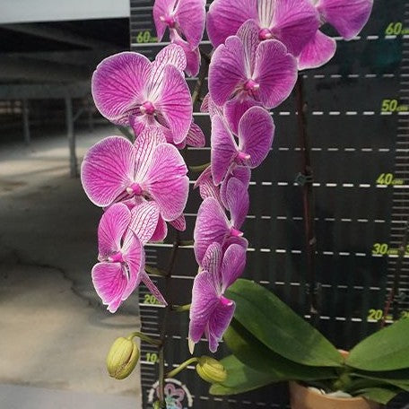 Phalaenopsis Miki Barbie '177' 2.5"