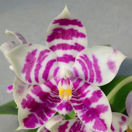 Phalaenopsis Lyndon Mix Zebra '707' 2.5"