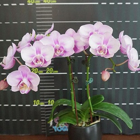 Phalaenopsis Miki Sakura '1327' 2.5"