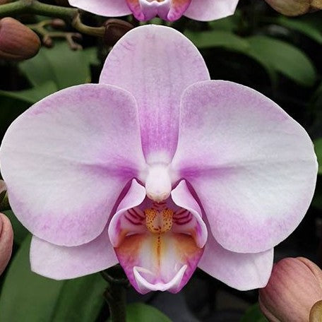 Phalaenopsis Miki Sakura '1327' 2.5"