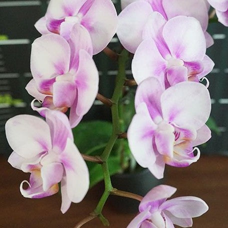 Phalaenopsis Miki Sakura '1327' 2.5"