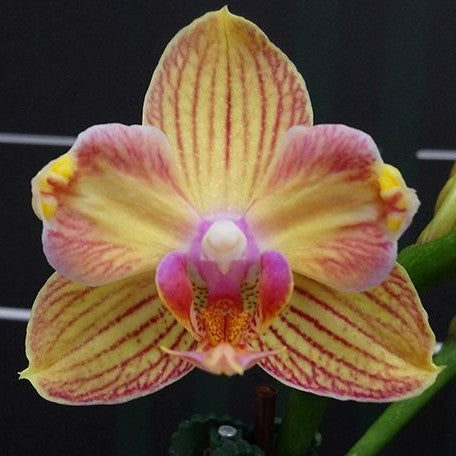 Phalaenopsis I Hsin Berry Cutie (peloric) 2.5" *On Hand*