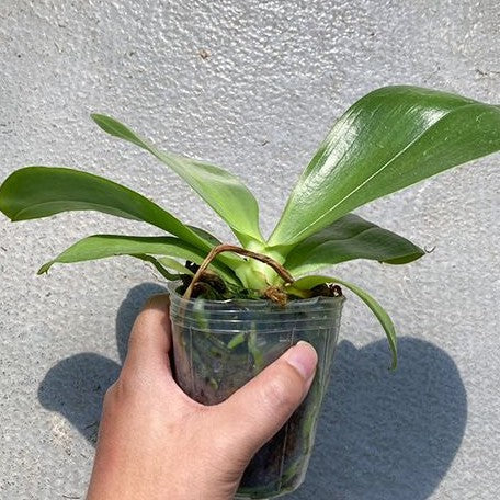 Phalaenopsis Orchid World 2.5"