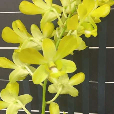 Dendrobium Arcadia Green 2.8"