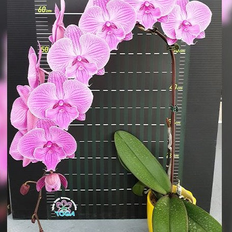 Phalaenopsis Miki Dancer '36' 2.5"