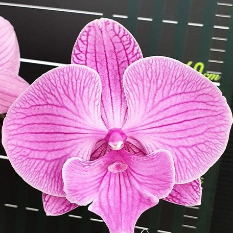 Phalaenopsis Miki Dancer '36' 2.5"