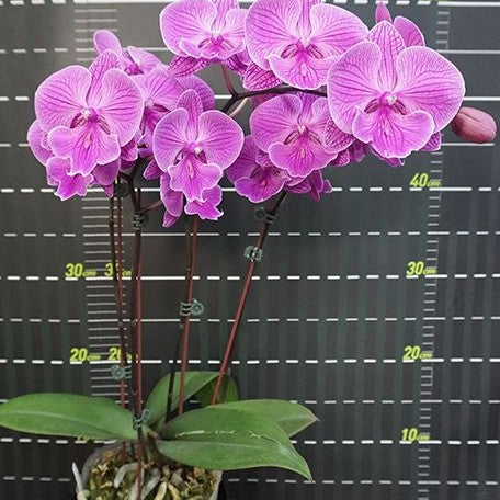 Phalaenopsis Miki Dancer '36' 2.5"