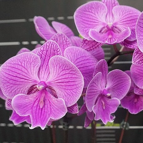 Phalaenopsis Miki Dancer '36' 2.5"