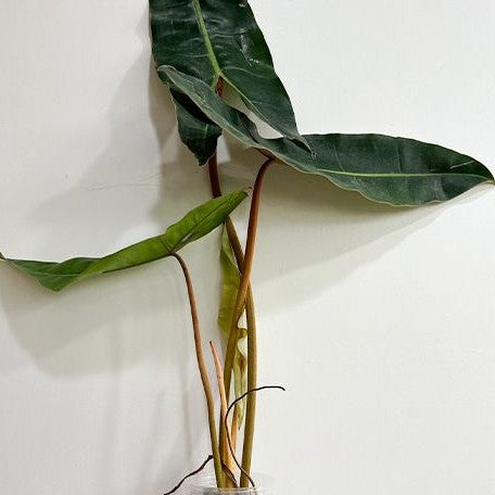 Philodendron billietiae 3.0"