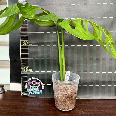 Monstera epipremnoides 3.0"