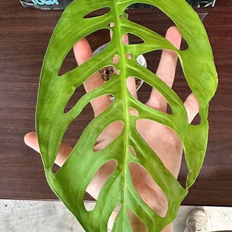 Monstera epipremnoides 3.0"