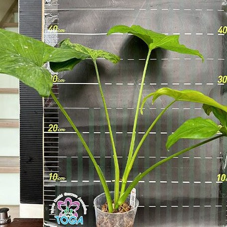 Syngonium podophyllum 'Mojito' variegated 2.5"