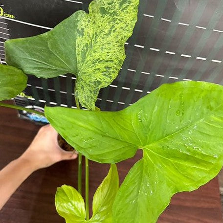 Syngonium podophyllum 'Mojito' variegated 2.5" *On Hand*