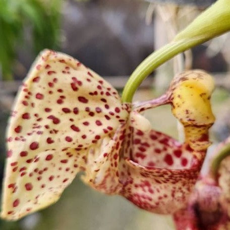 Coryanthes Micaels Panker (= trifoliata × verrucolineata) 2.5"