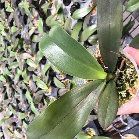 Phalaenopsis (Lioulin Goldfinch × Princess Kaiulani) '1445' 2.5"