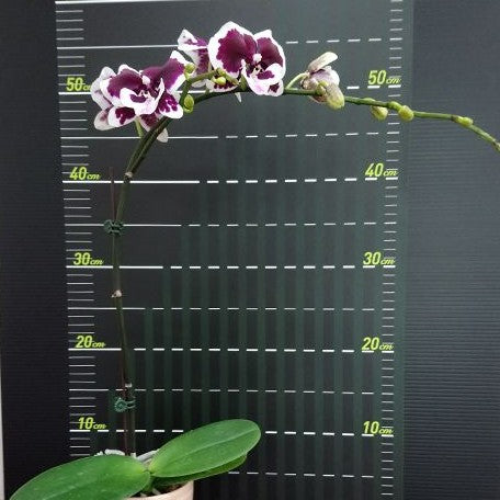 Phalaenopsis I Hsin Fantastic Pearl '510' 2.5"