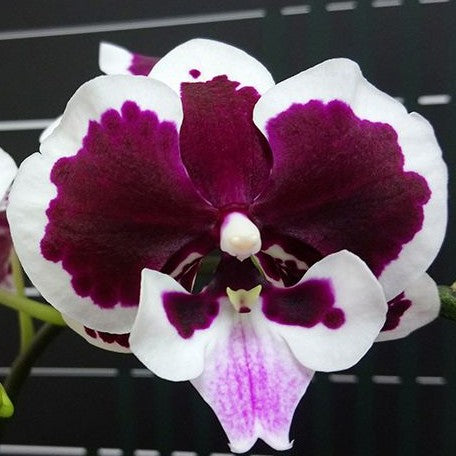 Phalaenopsis I Hsin Fantastic Pearl '510' 2.5"