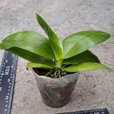 Phalaenopsis Miki Sabina '803' 2.5" Fragrant