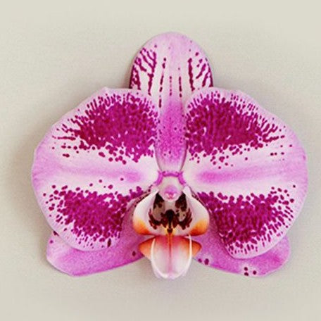 Phalaenopsis DO Bru Q Saleha 2.5"